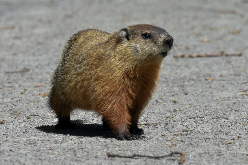 A groundhog out for a stroll, groundhog, what do groundhogs eat, how to get rid of ground hogs,