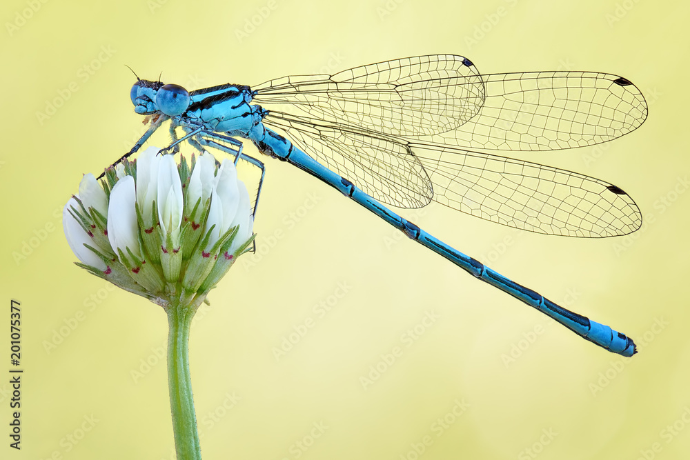 Amazing closeup of polish azure damselfly (Coenagrion puella) resting on the flower in the natural environment. Natural sunrise light morning macro