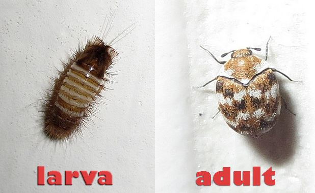 carpet beetle larva, carpet beetle, adult carpet beetle, how do carpet beetles reproduce, carpet beetle identify