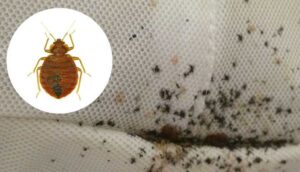 bed bugs, what attracts bed bugs, identify bed bugs, bed bug infestation