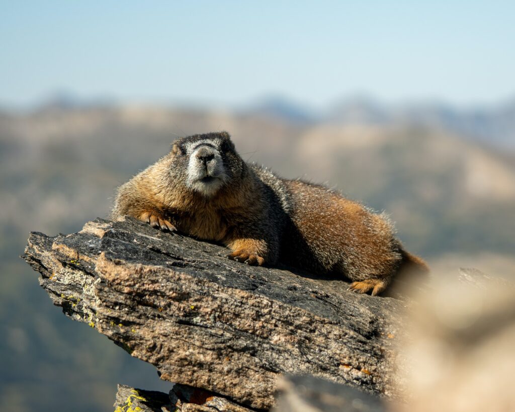 Grandpa Marmot at Rocky Mountain National Park - I took the liberty of naming this fella, he's said to have been here a while and keeps posted on this rocky ledge, groundhog, how to catch groundhogs, how to keep groundhogs out of your yard
