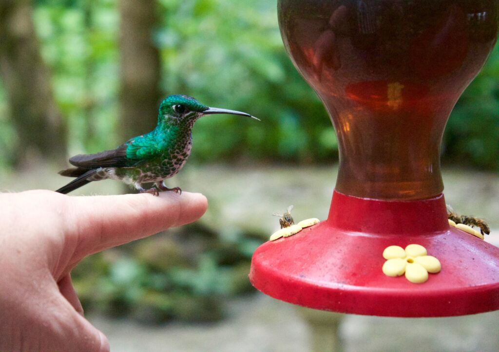 green and brown humming bird, hummingbird feeder, what do hummingbirds eat, attract hummingbird, hummingbird nest