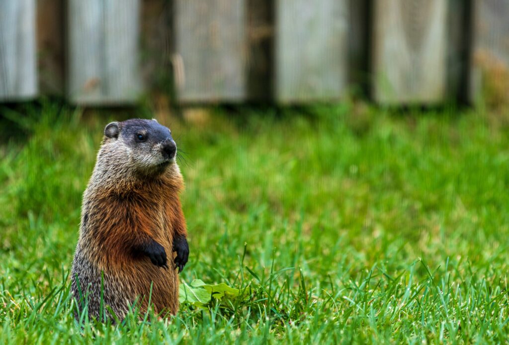 Groundhog with stylish black gloves, groundhog, what do groundhogs eat, how to get rid of groundhogs,