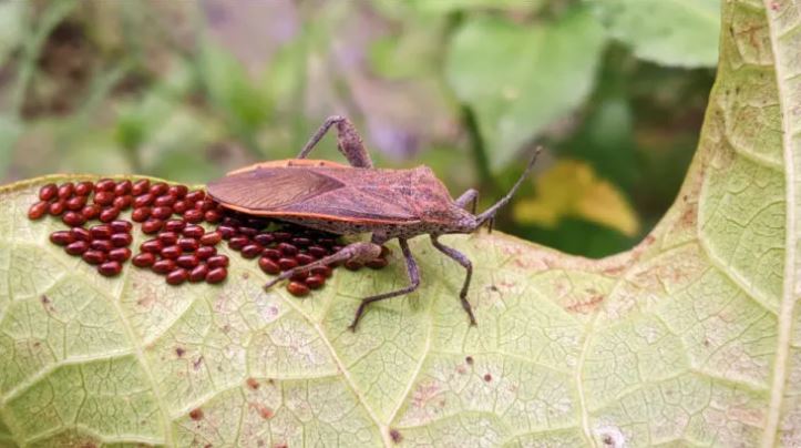 squash bug, squash bug eggs, how to get rid of squash bugs, prevent squash bugs