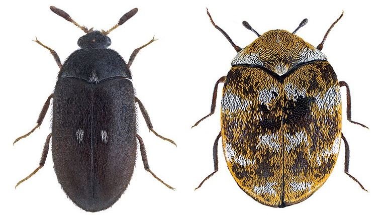 How To Get Rid Of Pesky Carpet Beetles For Good
