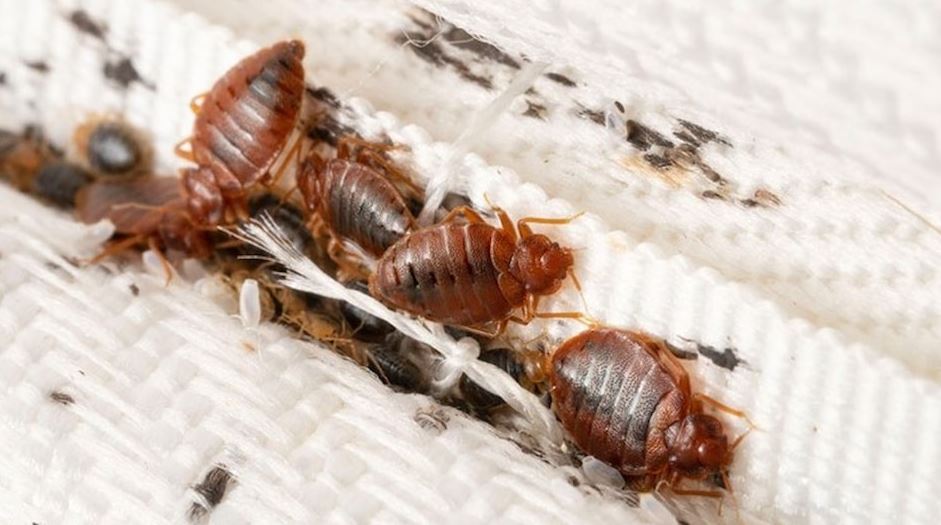 bed bugs, bed bug infestation, what do bedbugs look like, how to get rid of bed bugs,