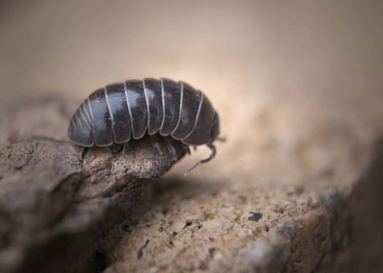 pill bug, rollie pollie, rolly polly, roly poly, how to get rid of rollie pollies