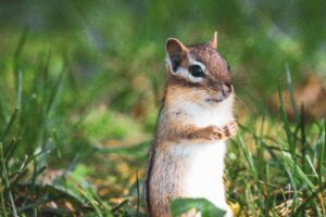 chipmunk, how to get rid of chipmunks, what do chipmunks eat, how to attract chipmunks