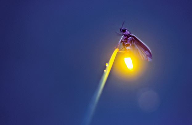 fireflies, what is a firefly, are fireflies lightning bugs, what do fireflies eat