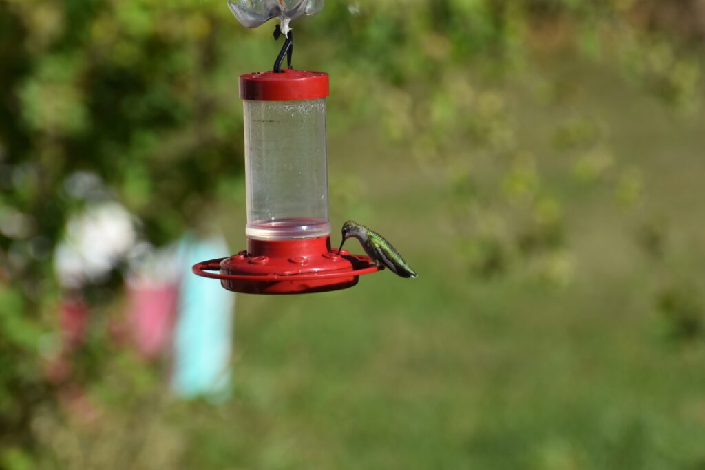 keep ants out of hummingbird feeder, a hummingbird flying to a feeder