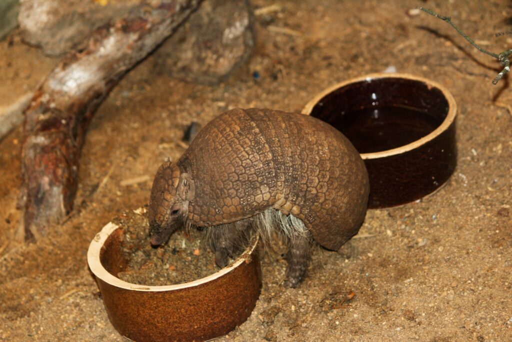 armadillo, how to trap armadillos, get rid of armadillos, a large animal eating from a bowl