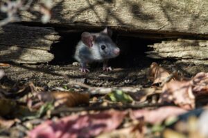 how many mice do you have, if you see a mouse, mouse, mice, A roof rat peeks out of the railroad ties.