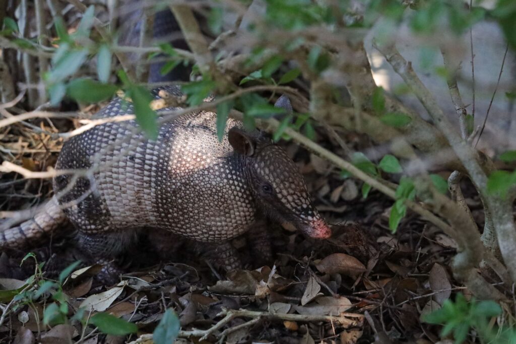 how to get rid of armadillos, trap armadillo, a small animal in the woods