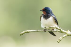 bird deterrent, how to keep birds away, keep birds out of garden, Barn Swallow