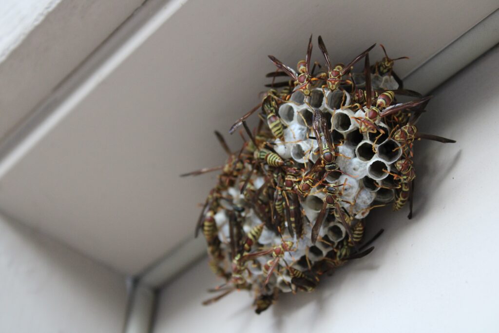 how to kill a wasp, how to get rid of wasps, what does a wasp nest look like, Bee Safe Bee Removal shows a close-up look at a wasp nest during a removal for an exposed beehive. Over 30,000 bees were saved!