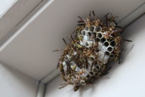 how to kill a wasp, get rid of wasps, what does a wasp nest look like, Bee Safe Bee Removal shows a close-up look at a wasp nest during a removal for an exposed beehive. Over 30,000 bees were saved!