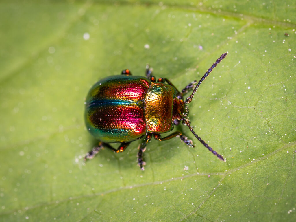 how to get rid of june bugs, what is a june bug, june beetle, Beetle on green leaf