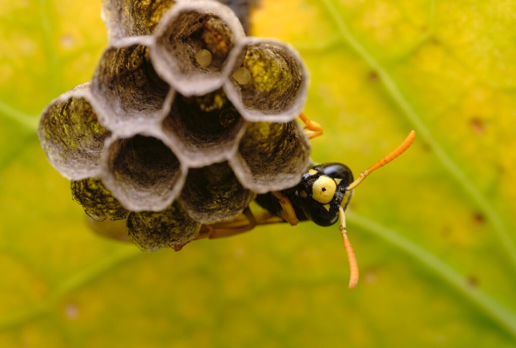 how to get rid of wasps, what are wasp nests made of, stop wasps from coming back, get rid of paper wasps, black and yellow bug on green leaf