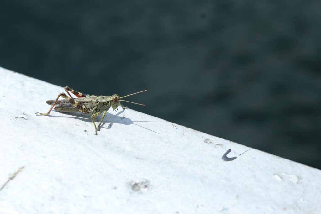 get rid of grasshoppers, grasshoppers, brown cricket on white surface