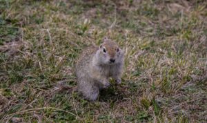 gopher, git rid of gopher, gray rodent on green grass during daytime