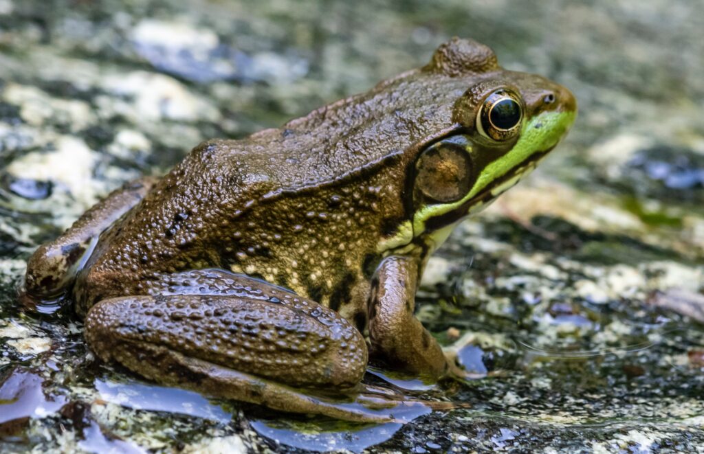 how to get rid of frogs, how to keep frogs away, keep frogs out of the pool, green and brown frog on water