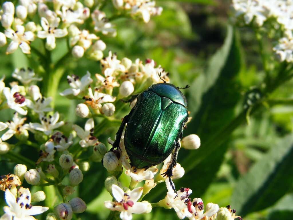 how to get rid of june bugs, what do june bugs eat, get rid of june bug, green, bugs, juve bug larvae, grub beetle, insects