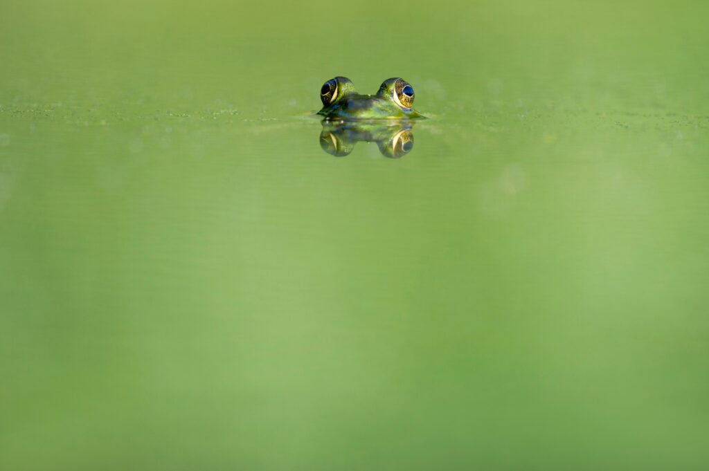 how to keep frogs out of the pool, keep frogs away, green frog swimming on water