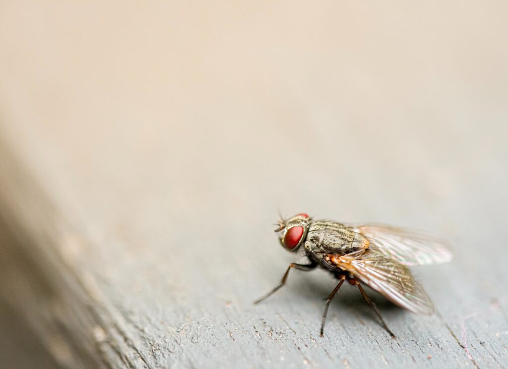 get rid of flies, flies outside, too many flies, housefly on board