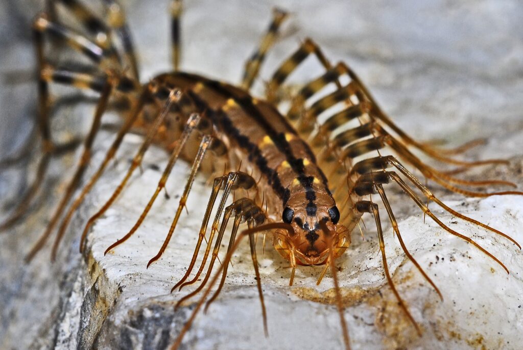 what do centipedes eat, how to kill centipedes, what attracts centipedes, Insect macro predator creepy