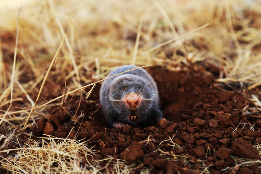 mole, mole vs vole, what do moles eat, The mole is a blind animal that is never seen but can hear very much and has a current sensitivity to the sounds surrounding it. He also has a knife that can cut off a human finger