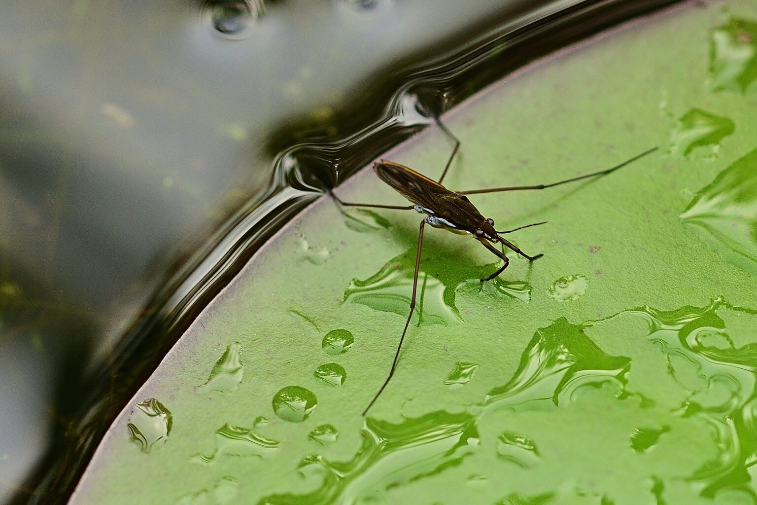 how-to-get-rid-of-water-bugs-10-effective-ways